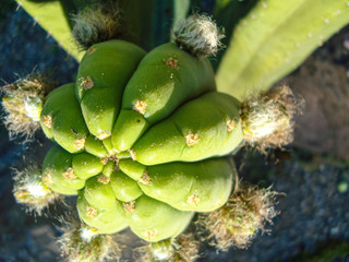 Echinopsis Pachanoi Cactus (San Pedro)