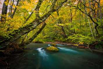 The Oirase stream in Aomori, Japan