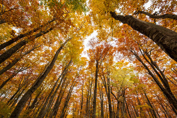 colorful forest in autumn season