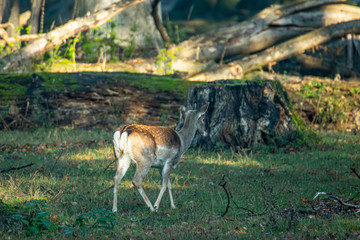 Damwild im Wald