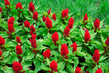 Feather cockscomb in the botanical garden, Chinese