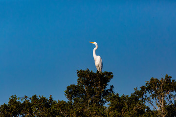 Great Egret (Garza Grande) on a Tree. Latin Name Ardea Alba. Wetland.
