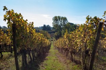 Naklejka premium wine vineyard in autumn region of Italy 
