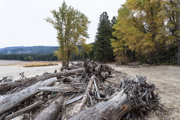 Fallen trees and debris left to rot on an empty beach