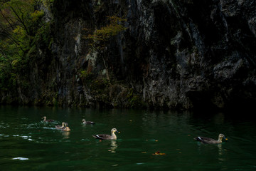 The ducks swimming in the Geibikei Gorge, Iwate, Japan.