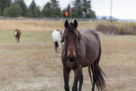 Dark brown horse trotting toward viewer in an open field