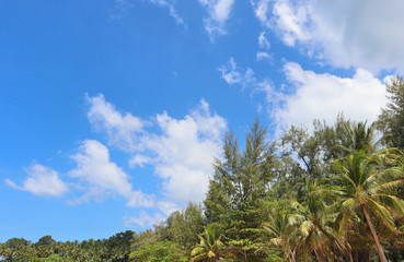 Naklejka premium coconut palms on the beaches of asia in phuket in thailand, against the backdrop of mountains and blue sky in bounty style