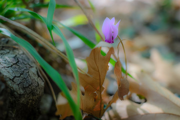 Planitero Achaia (Greece - South peloponnese)