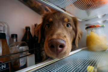 Hund blickt hungrig in Kühlschrank