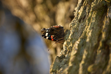 Schmetterling am Baum