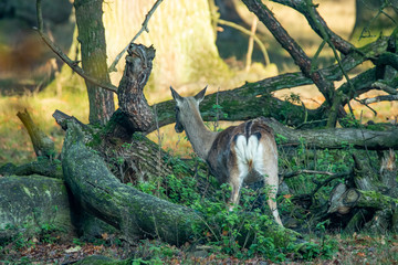 Damwild im Wald