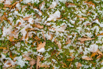 Dry leaves lie on the green grass in the snow