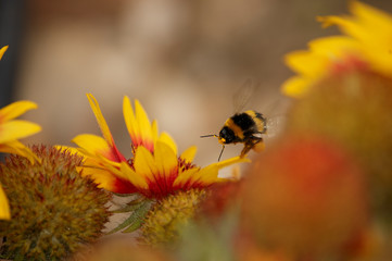 Insektensterben