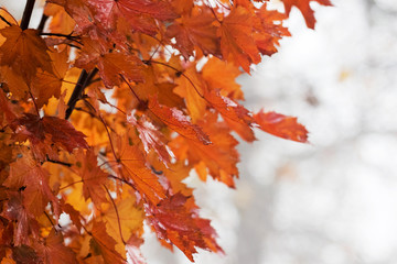 Branch with thick orange maple leaves on a light background_