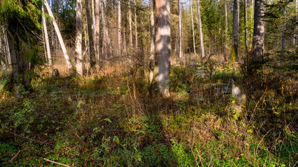 Rezerwat Krzemianka - Puszcza Knyszyńska, Podlasie, Polska © podlaski49