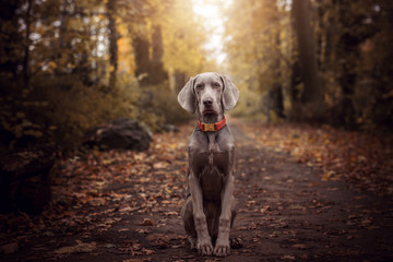 Shallow focus photo of short-coated gray dog