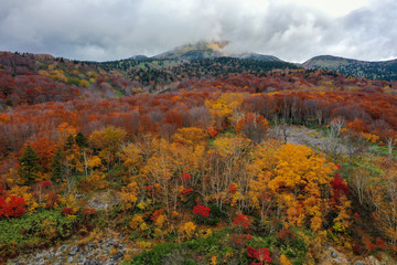 forest in autumn season in Aomori, Japan