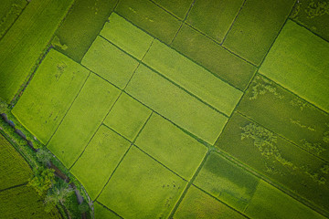 Aerial view of farmland/riice field in Thailand