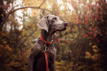 Shallow focus photo of short-coated black dog