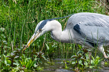 Grey heron (Ardea cinerea) with a worm for lunch