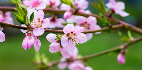 Peach branch with pink flowers on green grass background_