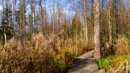 Rezerwat Krzemianka - Puszcza Knyszyńska, Podlasie, Polska © podlaski49