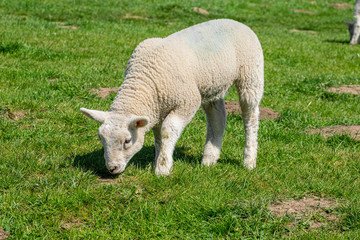 Naklejka na ściany i meble Lamb eating grass in a meadow