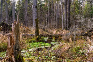 Rezerwat Krzemianka - Puszcza Knyszyńska, Podlasie, Polska © podlaski49