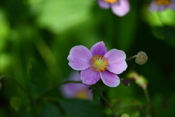 Fototapeta premium pink flower