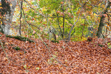 2019_11_1_Cei lake in Trentino, having a walk in the woodland in autumn season