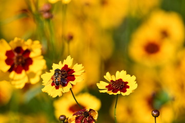 bee on the flower