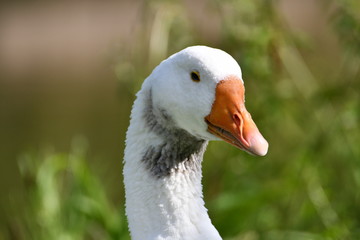 goose close up