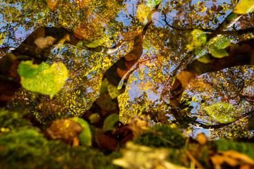 autumn trees reflection in the lake