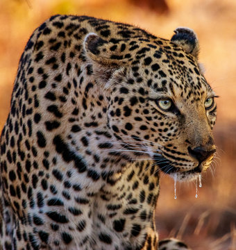 View of leopard