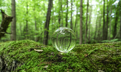 Water dew on green tree