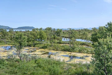 Fototapeta na wymiar green swamp on fjord shore at Risoyhamn, Norway