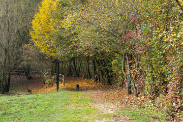 2019_11_1_Cei lake in Trentino, having a walk in the woodland in autumn season