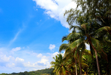 Fototapeta na wymiar coconut palms on the beaches of asia in phuket in thailand, against the backdrop of mountains and blue sky in bounty style