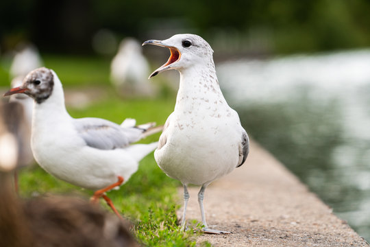 white bird