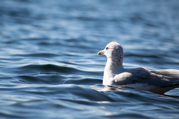 Seagull floating on water