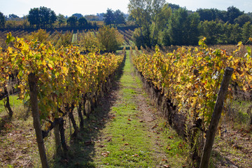 Fototapeta na wymiar Row of grape vines at vineyard in autumn 