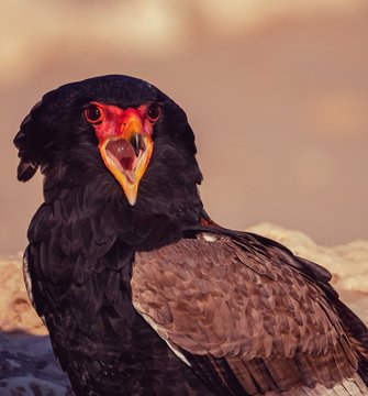 Wildlife photo of black and gray bird