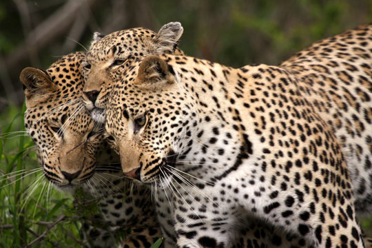 Wildlife photo of black-and-brown leopards