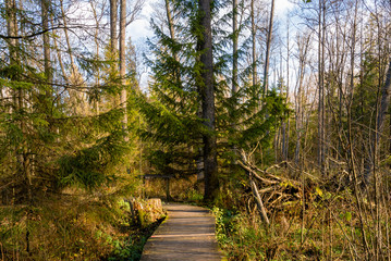 Rezerwat Krzemianka - Puszcza Knyszyńska, Podlasie, Polska © podlaski49