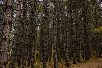 Autumnal travel landscape