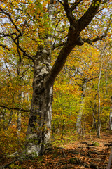 Fototapeta premium Autumnal travel landscape