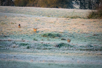 in the morning a group of deer runs across the frosty fields in search of food