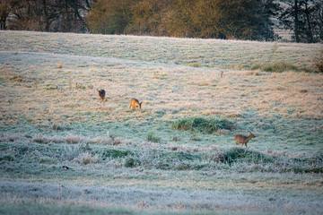 in the morning a group of deer runs across the frosty fields in search of food
