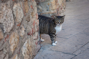 Feline cat entering the streets of old Italy from stone doorway