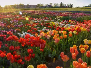 Zelfklevend Fotobehang landscape with colorful tulip field © ANDA
